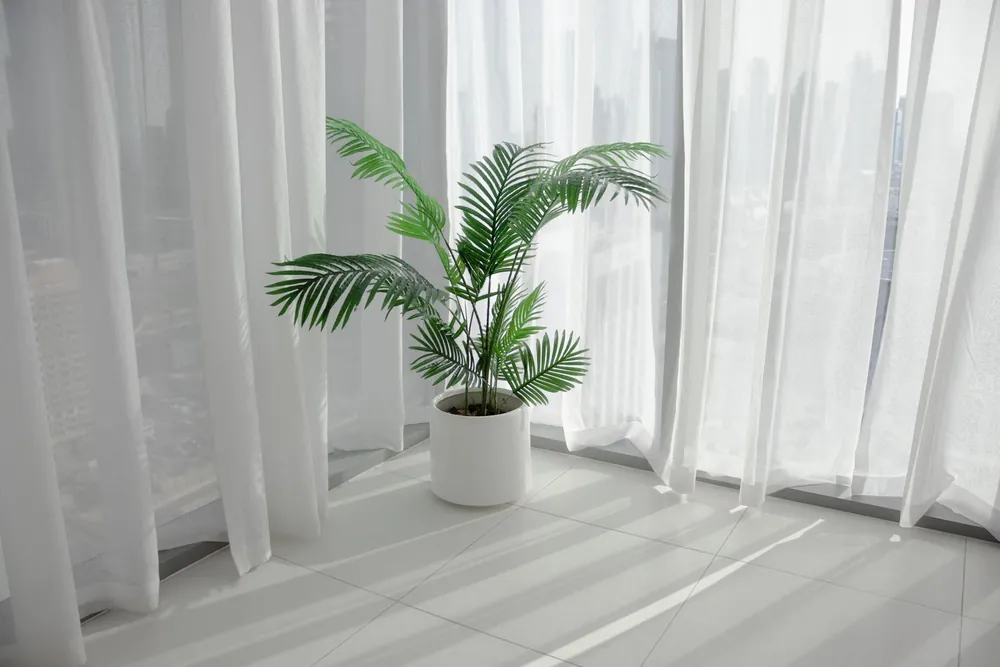 A parlor palm in a white pot beside a bright curtained window