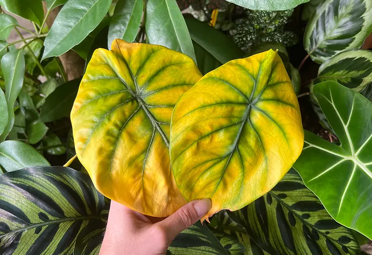 Two Alocasia leaves gone bright yellow while their veins stay green, held up against healthy foliage
